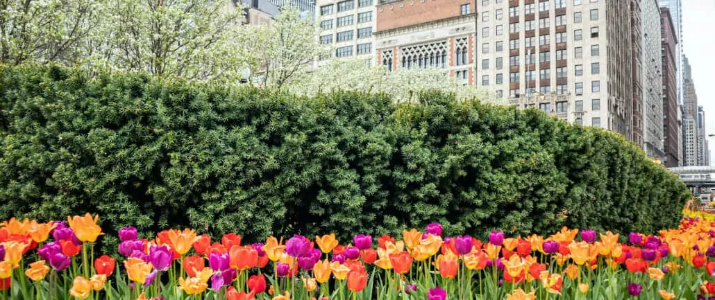 Best Chicago Properties Real Estate Brokerage Spring Tulips 1500x630